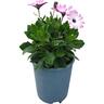 Osteospermum 14cm