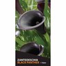 Calla Lily 'Black Panther'