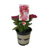 Hydrangea Strawberries & Cream 2.5 litre