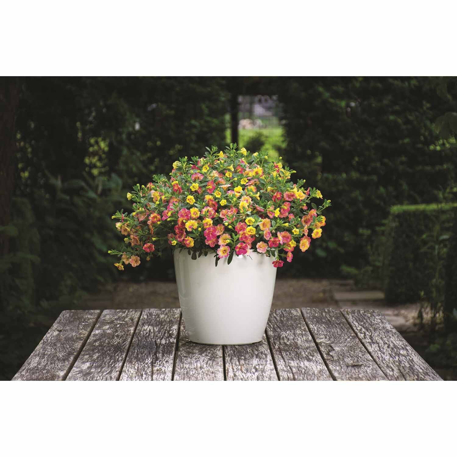 Calibrachoa Chameleon