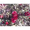 Leptospermum Burgundy Queen