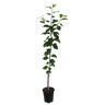 Apple Dwarf 'Roy's Pearl' 4.7 litre