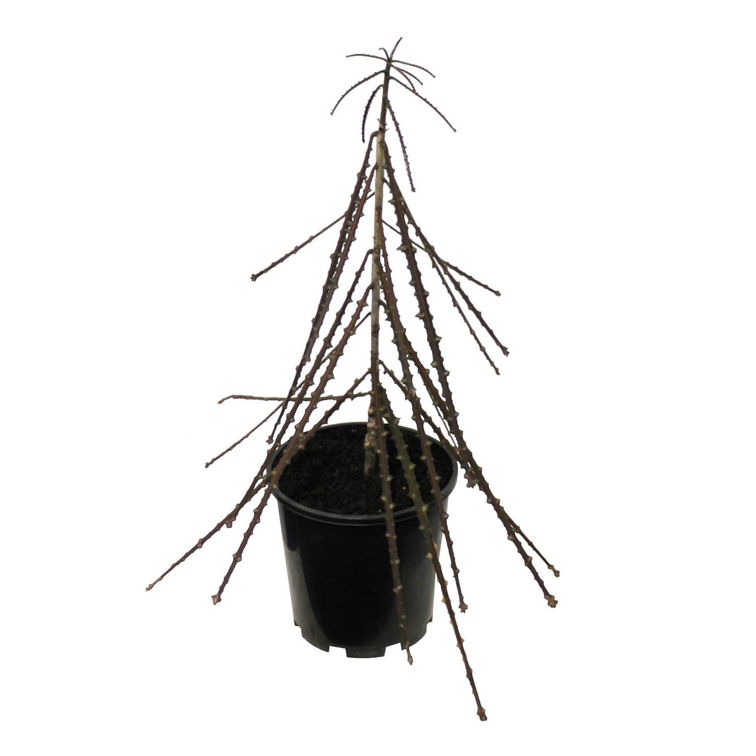 Pseudopanax Ferox 3.3L