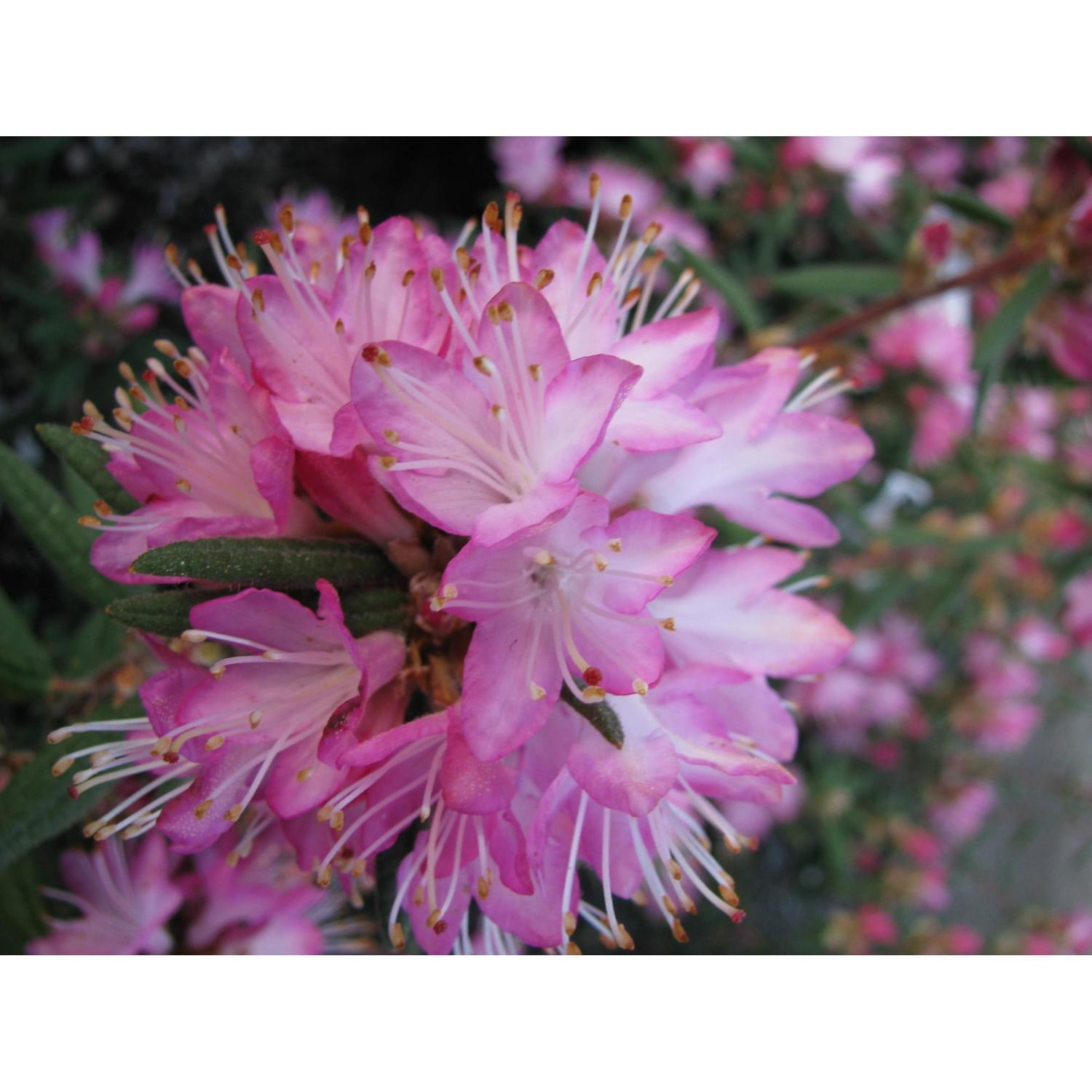 Rhododendron Spicerferum