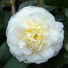 Camellia Japonica Lemon Drop