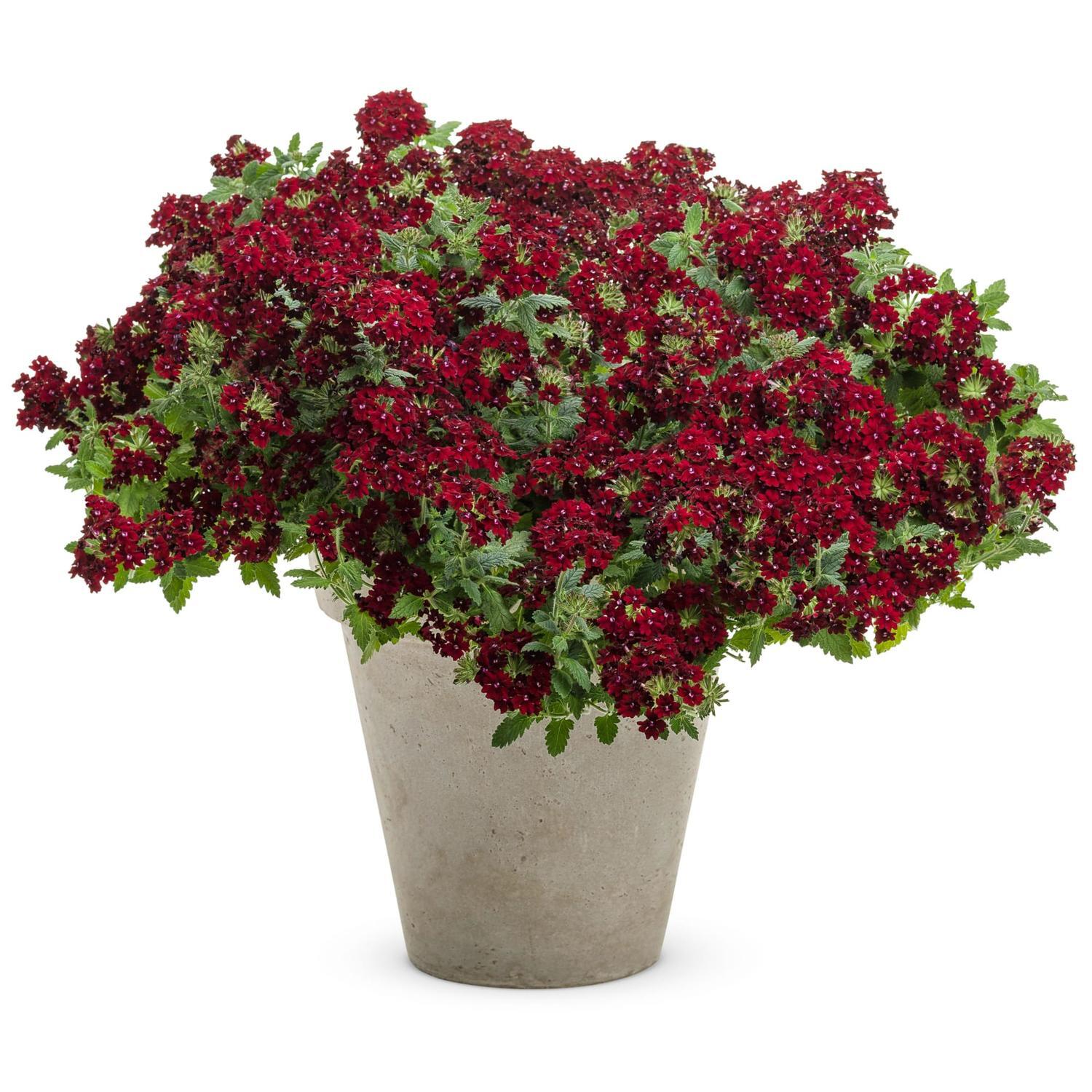 Verbena Romance
