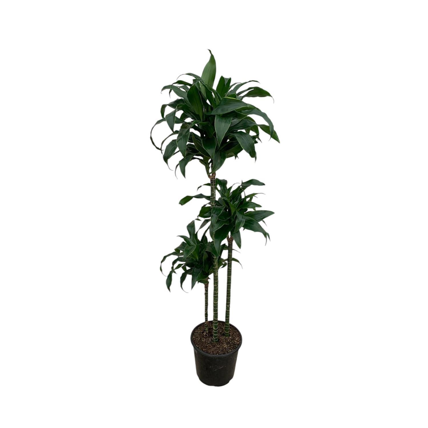 Dracaena Der Dorado Triple Cane  8.5L