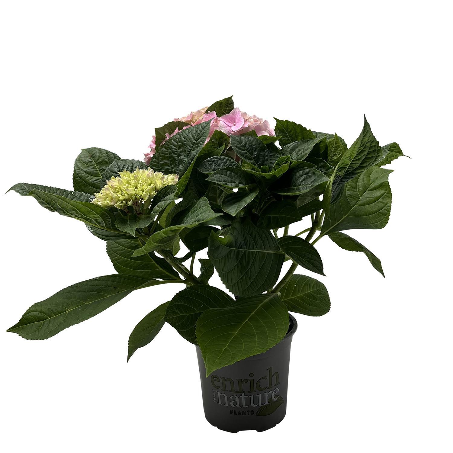 Hydrangea