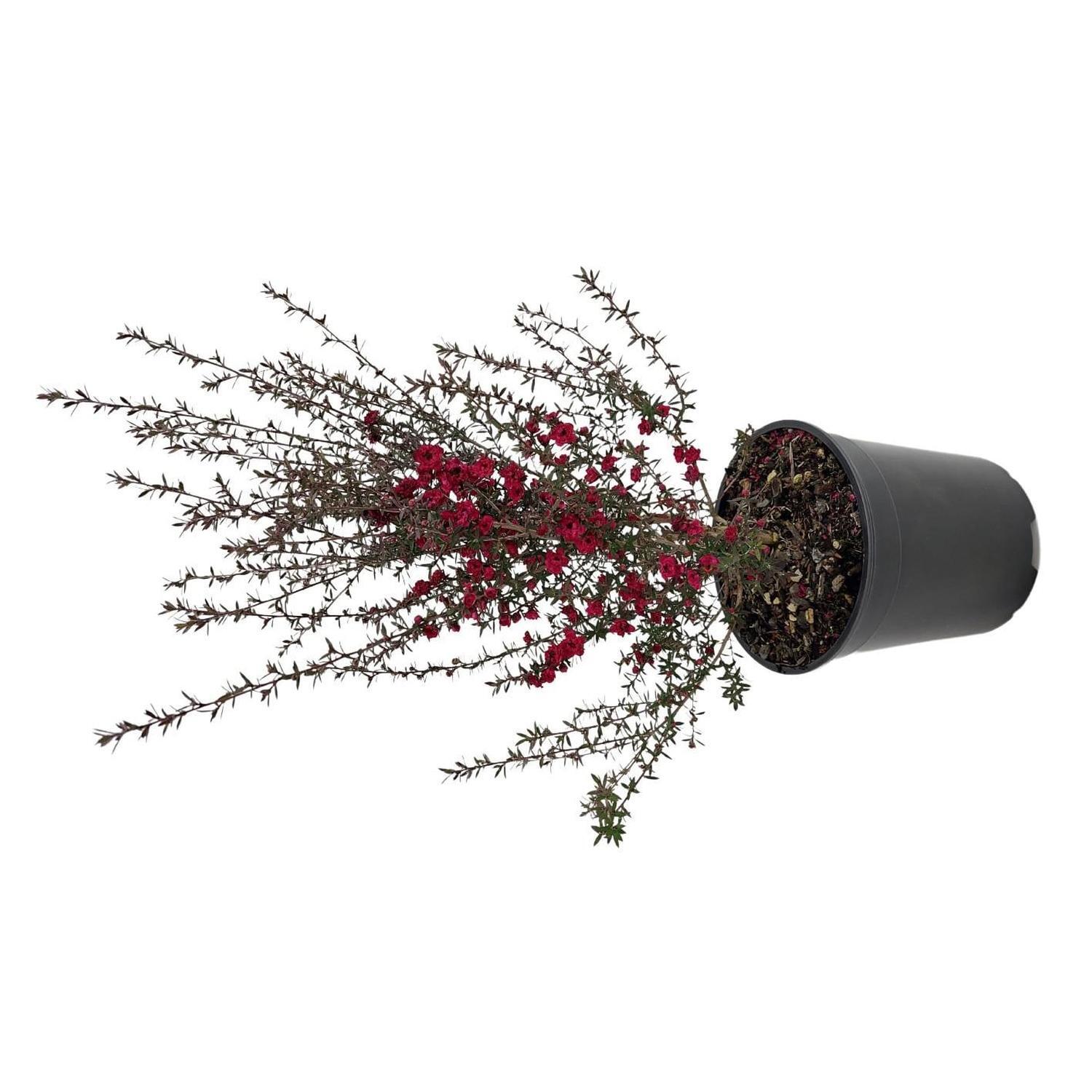 Leptospermum Wiri Joan