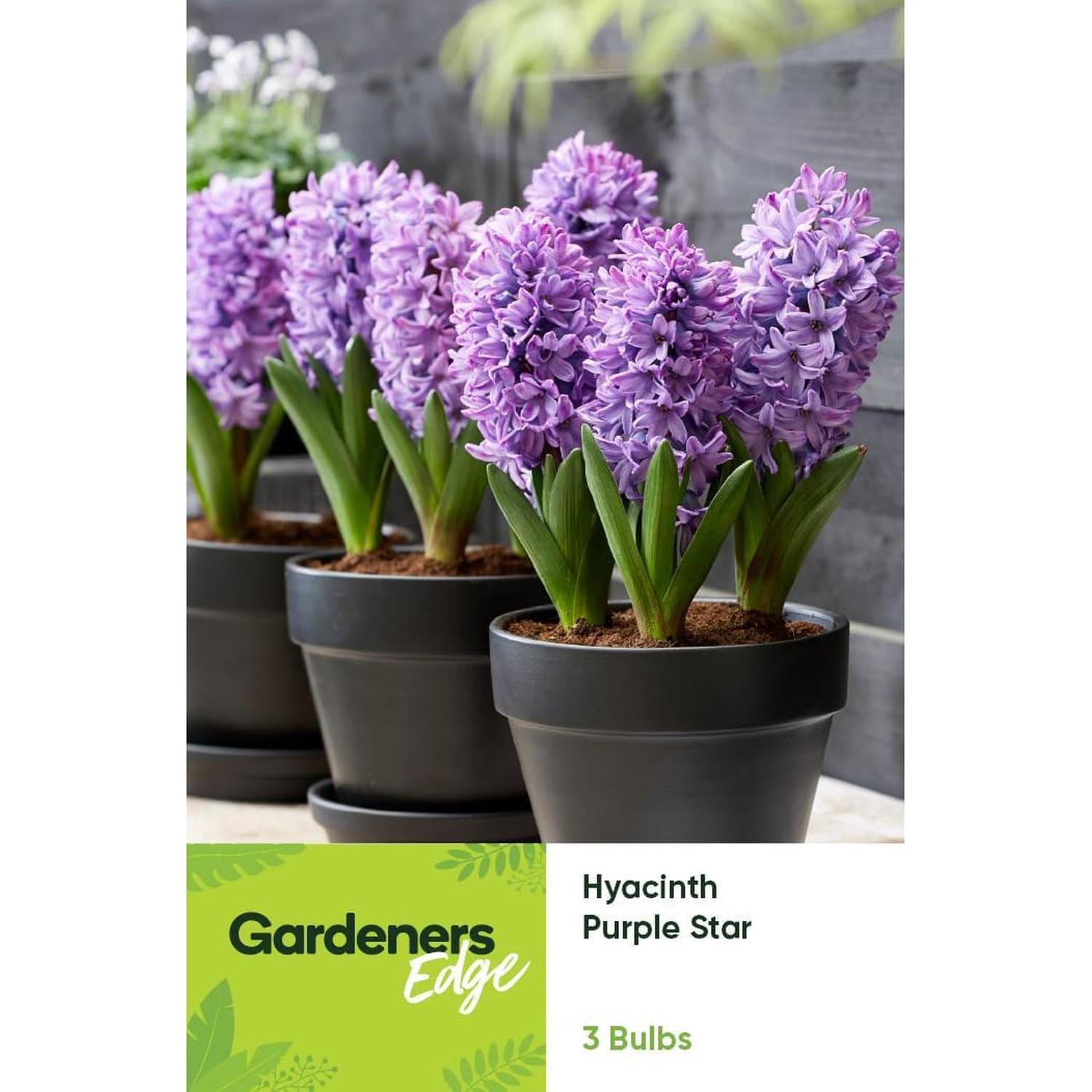 Hyacinth Purple Star
