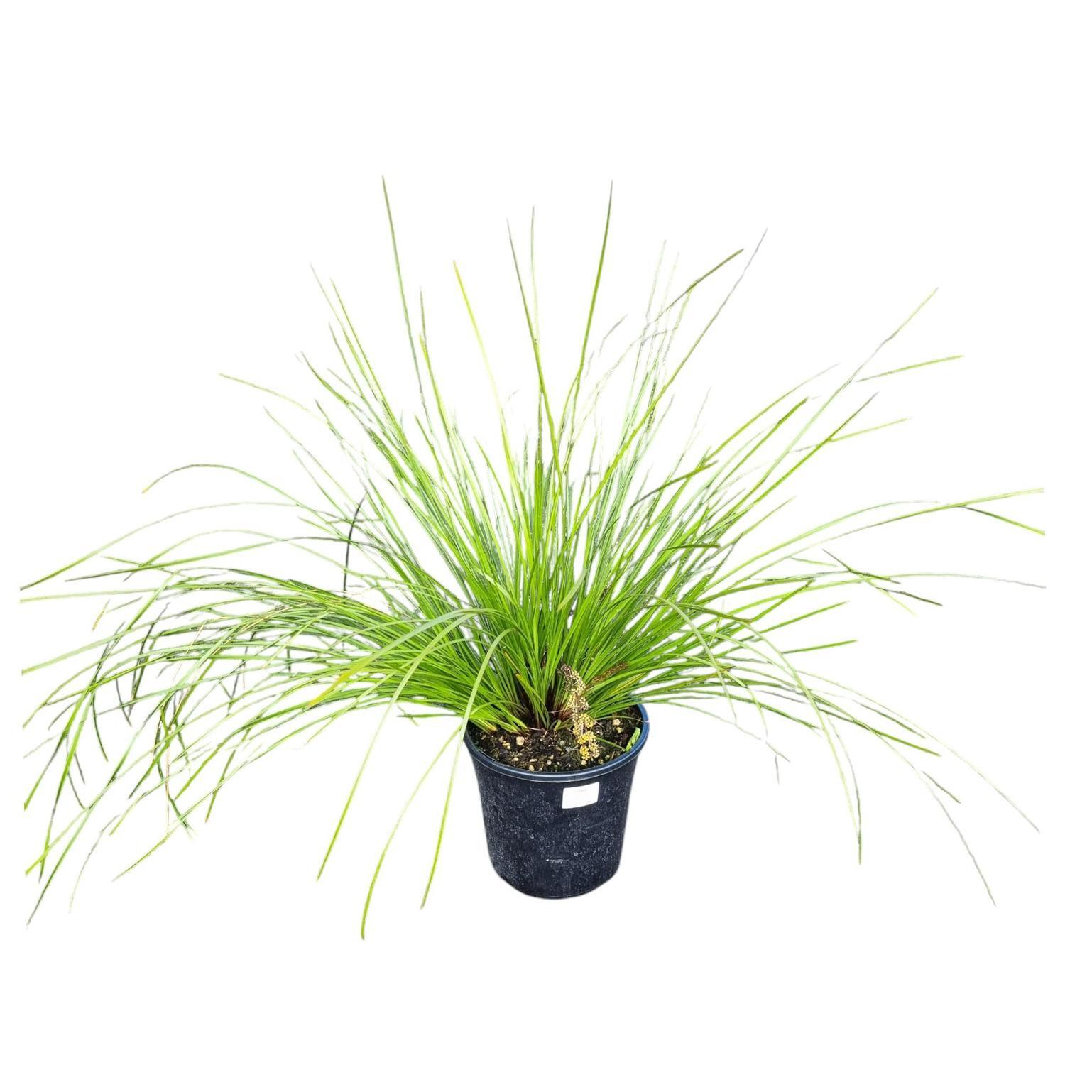Lomandra 'Grass' Tanika  4L