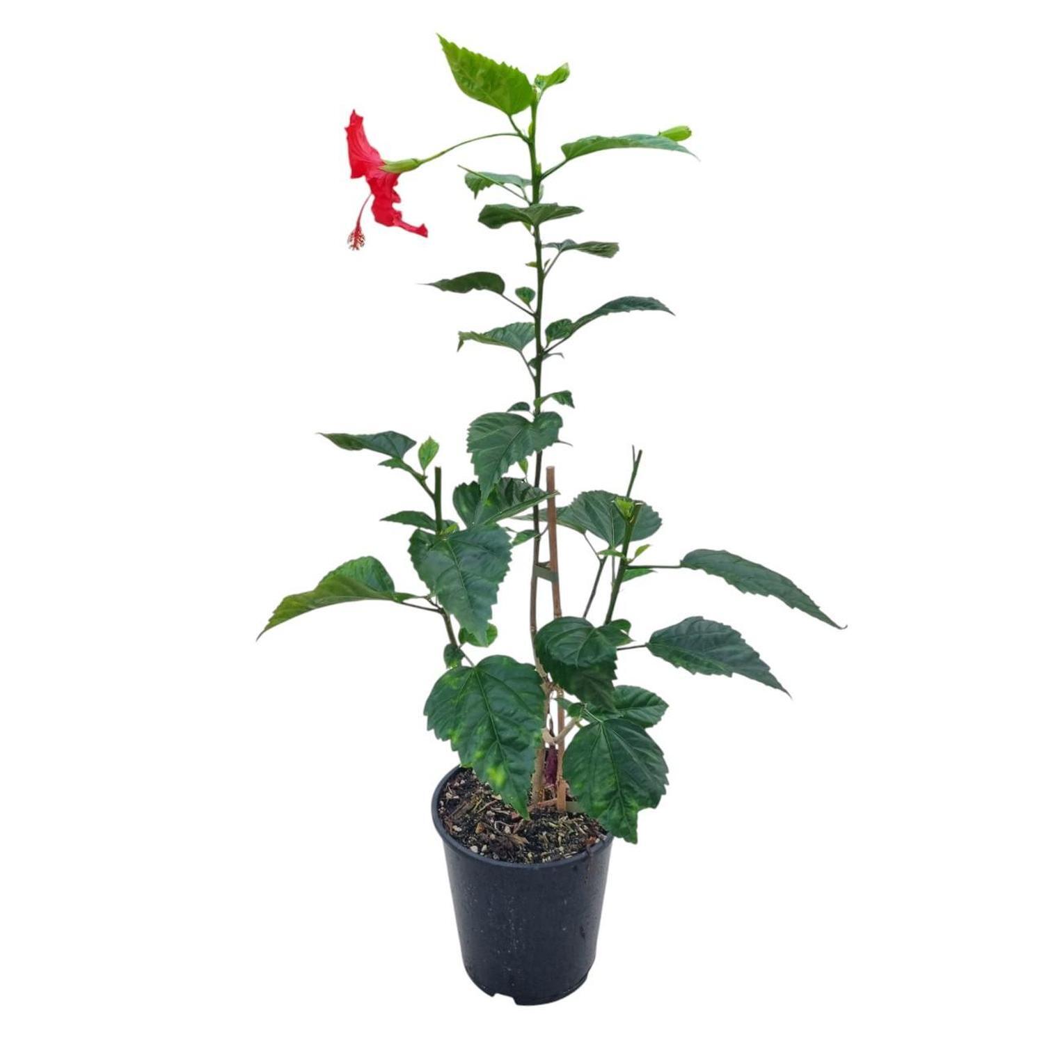 Hibiscus Psyche 3.3L
