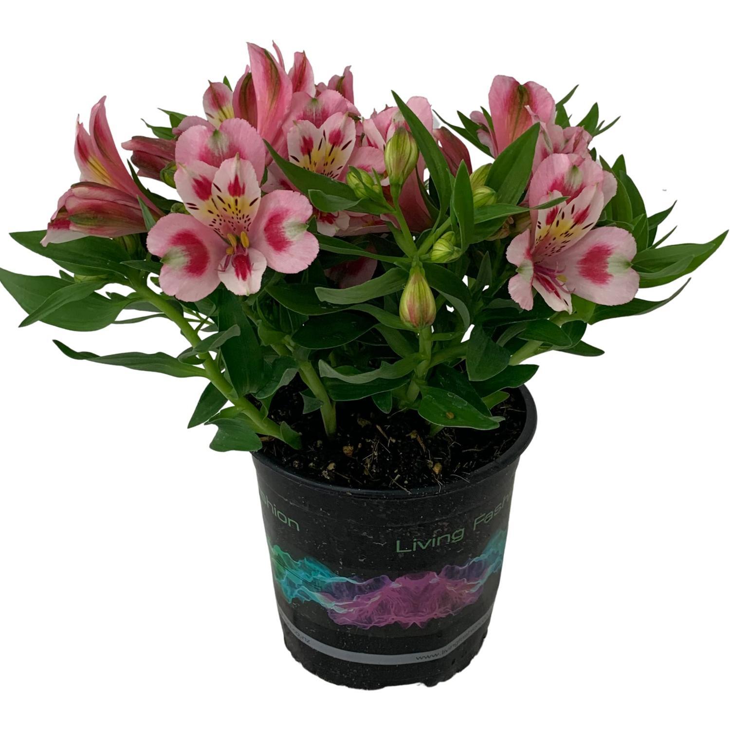 Alstroemeria Inca Flamingo