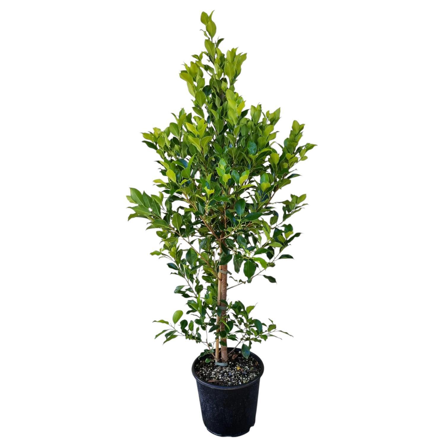 Ficus Tuffi 8.5L