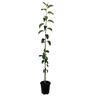 Apple Dwarf 'Pinkie' 4.7 litre