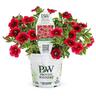 Calibrachoa Pomegranate Punch