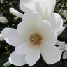 Magnolia Fairy White