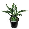 Hosta Praying Hands