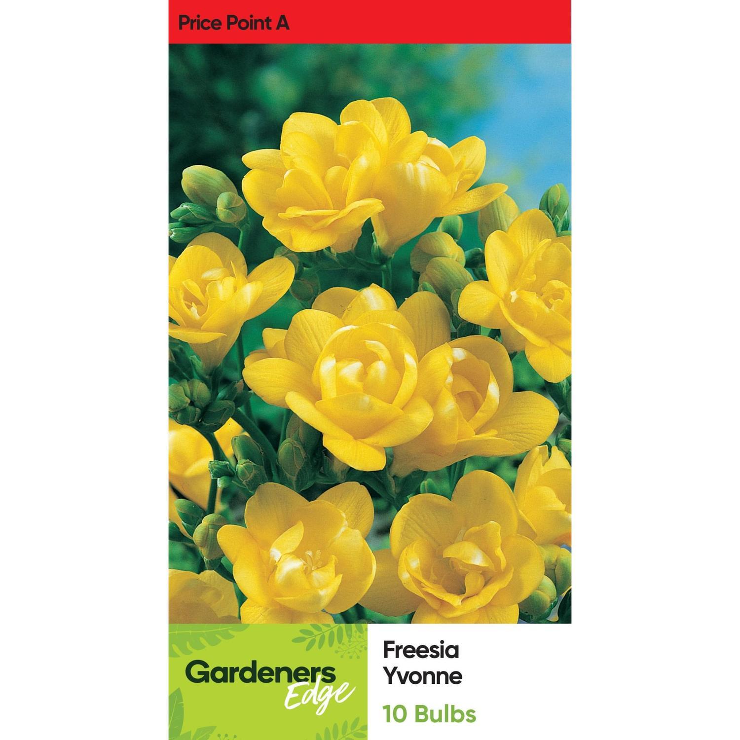 Freesia Single 'Yvonne'