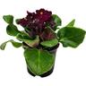 African Violets