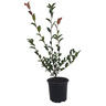 Camellia Fairy Blush