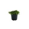 Fuchsia procumbens 2 Litre