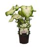 Caladium 'White Majesty'