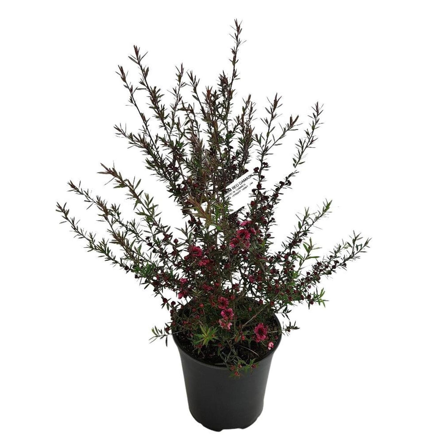 Leptospermum Red Damask
