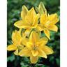 Lily Double Asiatic Fata Morgana Pack of 1