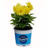 Dahlia Nova Mixed