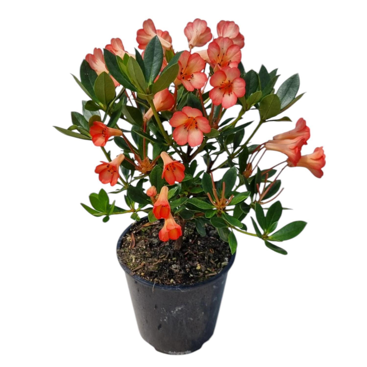 Vireya Saxon Blush 3.3L