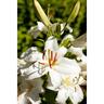 Lilium Snow Queen