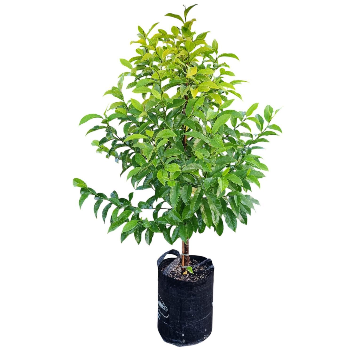 Michelia Mixed Up Miss  25L