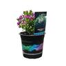 Polygala Little Bibi 1.5 Litre