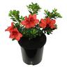Azalea Mrs Kint Red 2.5L