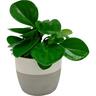 Indoor Foliage Selection in Frida Ceramic Pot