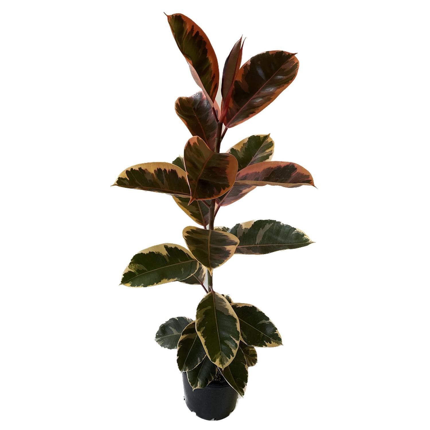 Ficus Elastica 'Rubber Plant' variegata 20cm | Mitre10