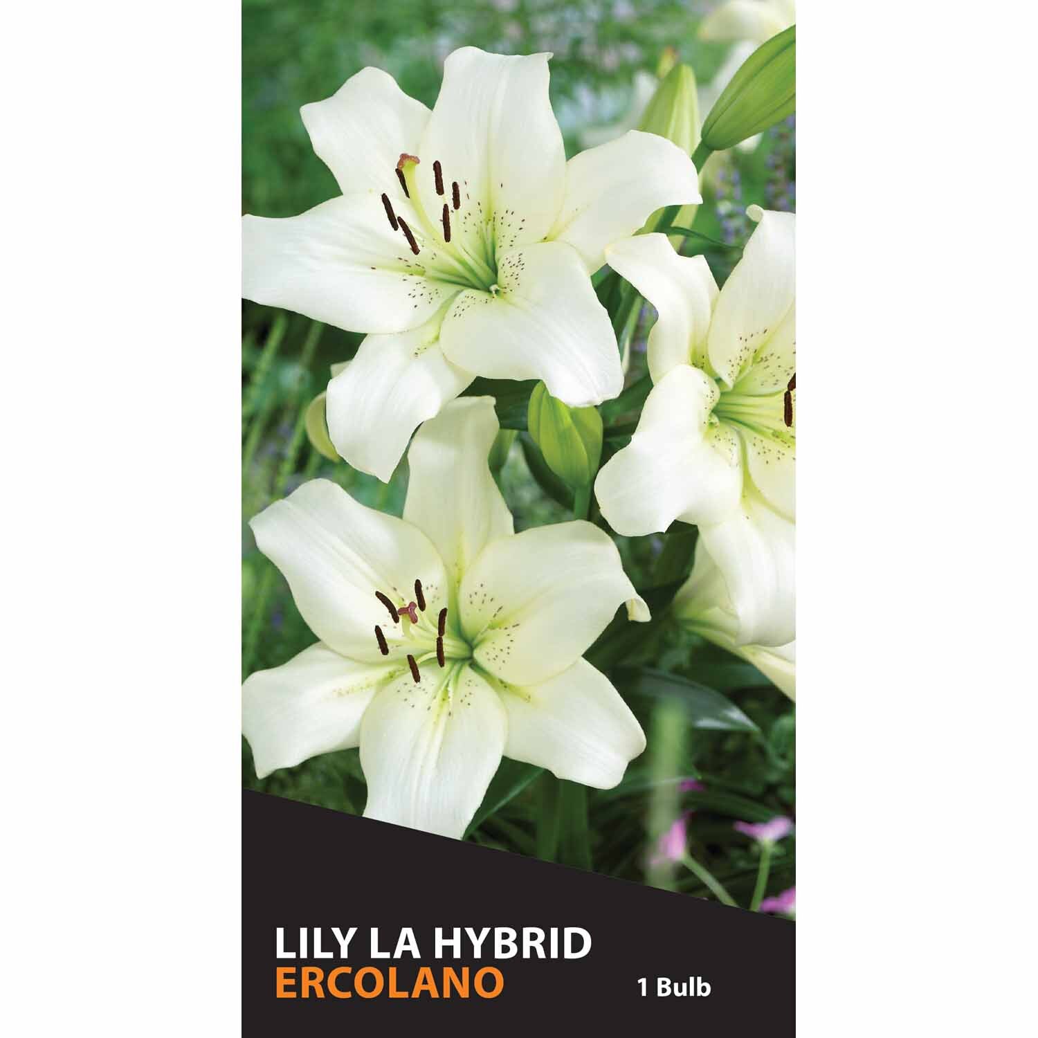 Lily La Hybrid Ercolano Pack 1