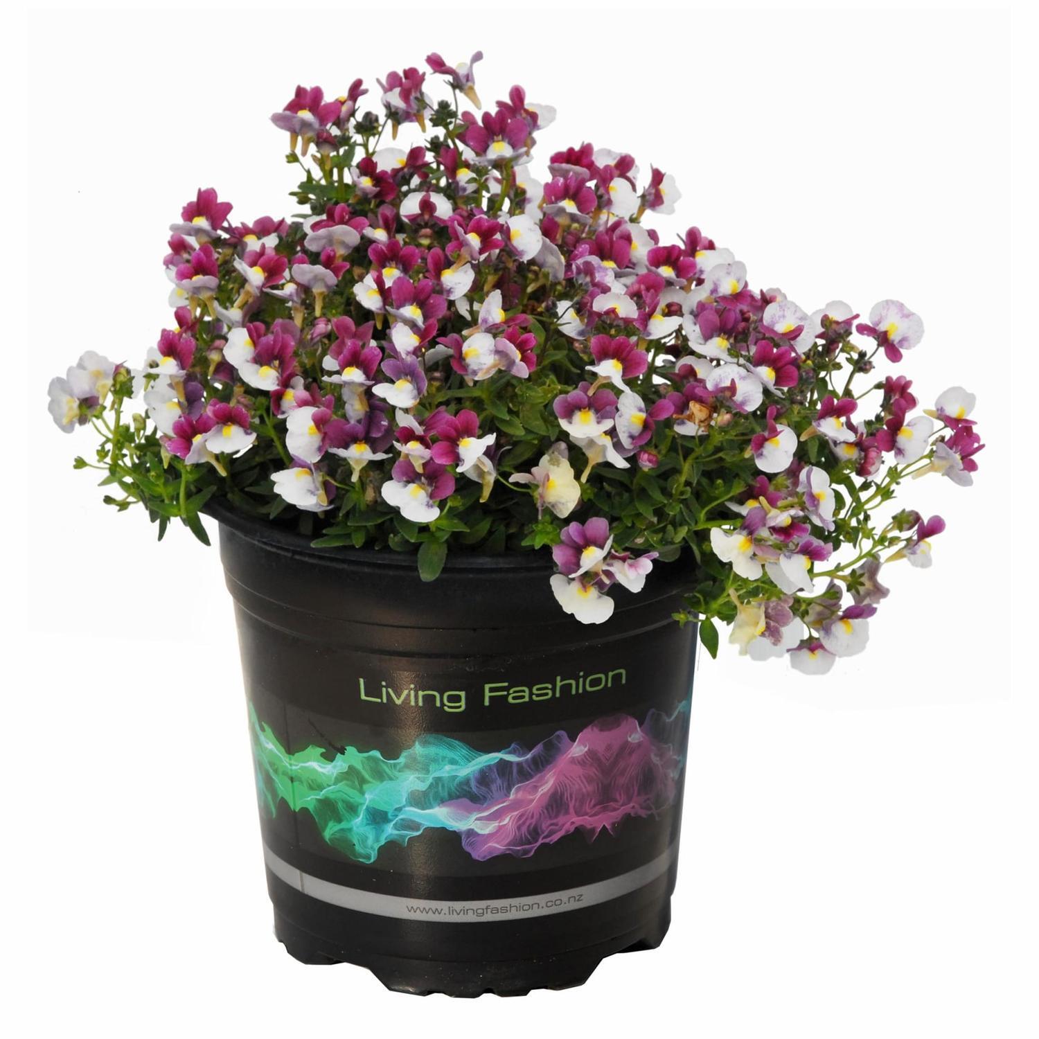 Nemesia Raspberry and Cream