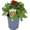 Zinnia 14cm