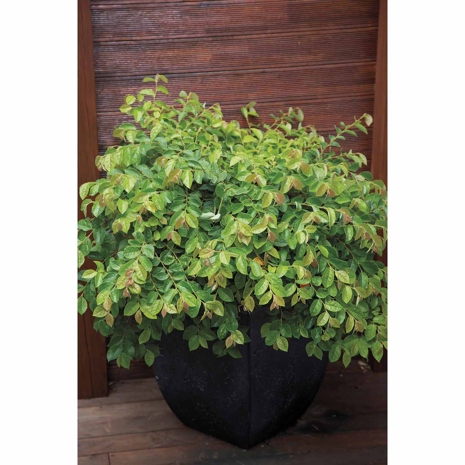 Loropetalum Blonde n Gorgeous