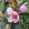 Magnolia Fairy Blush