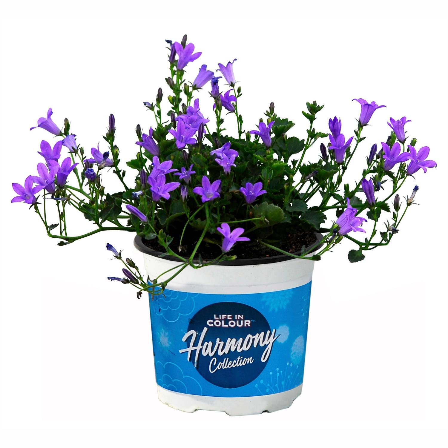 Campanula Resholts Variety
