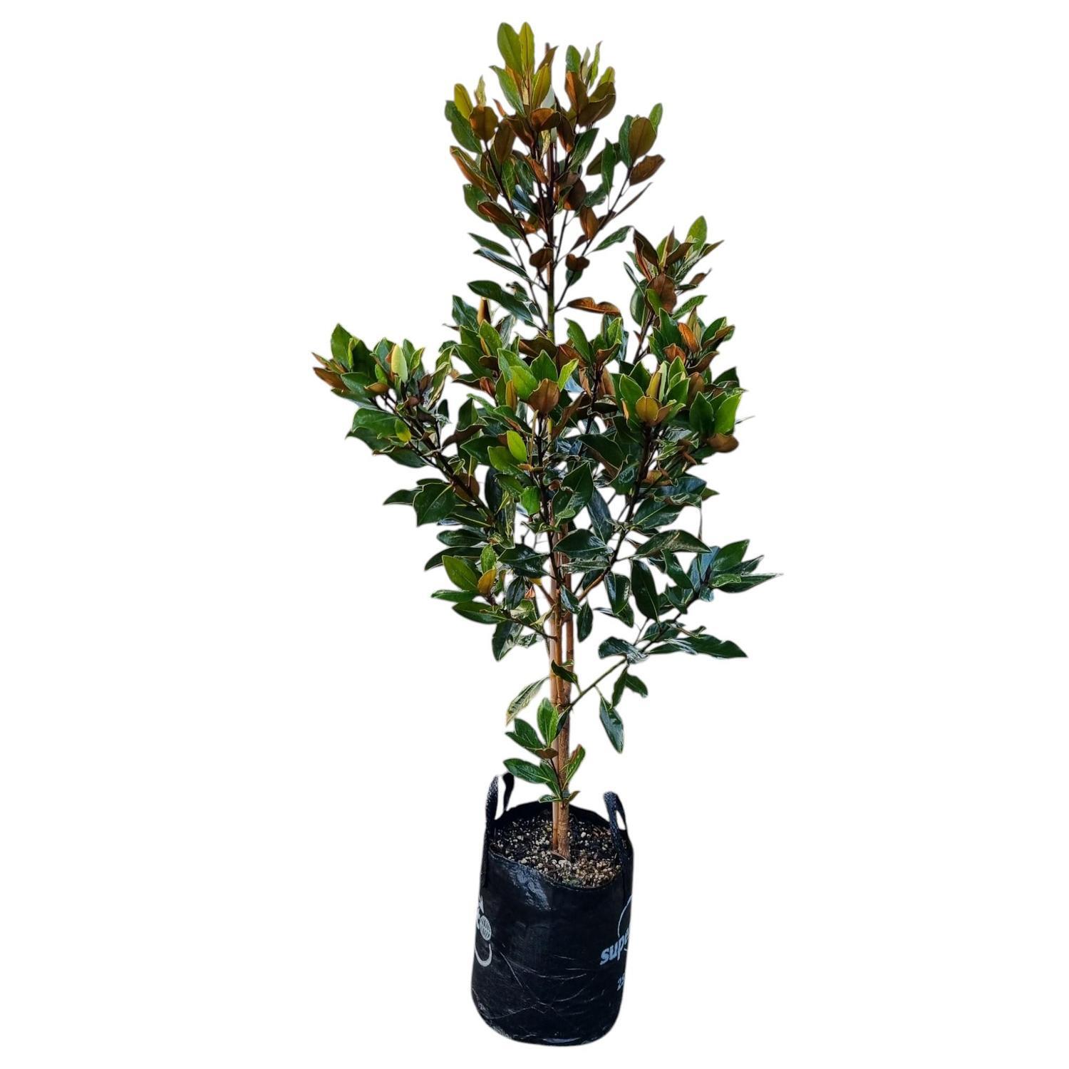 Magnolia Little Gem 25L