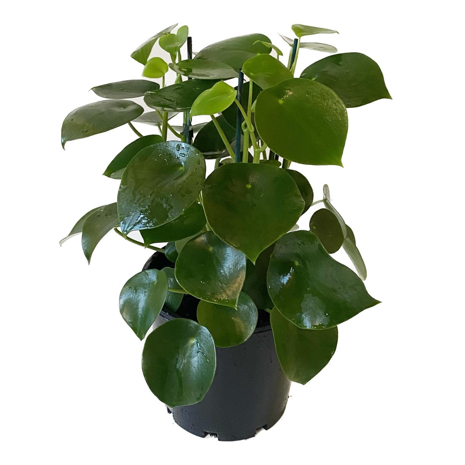 Peperomia Polybotra 20cm