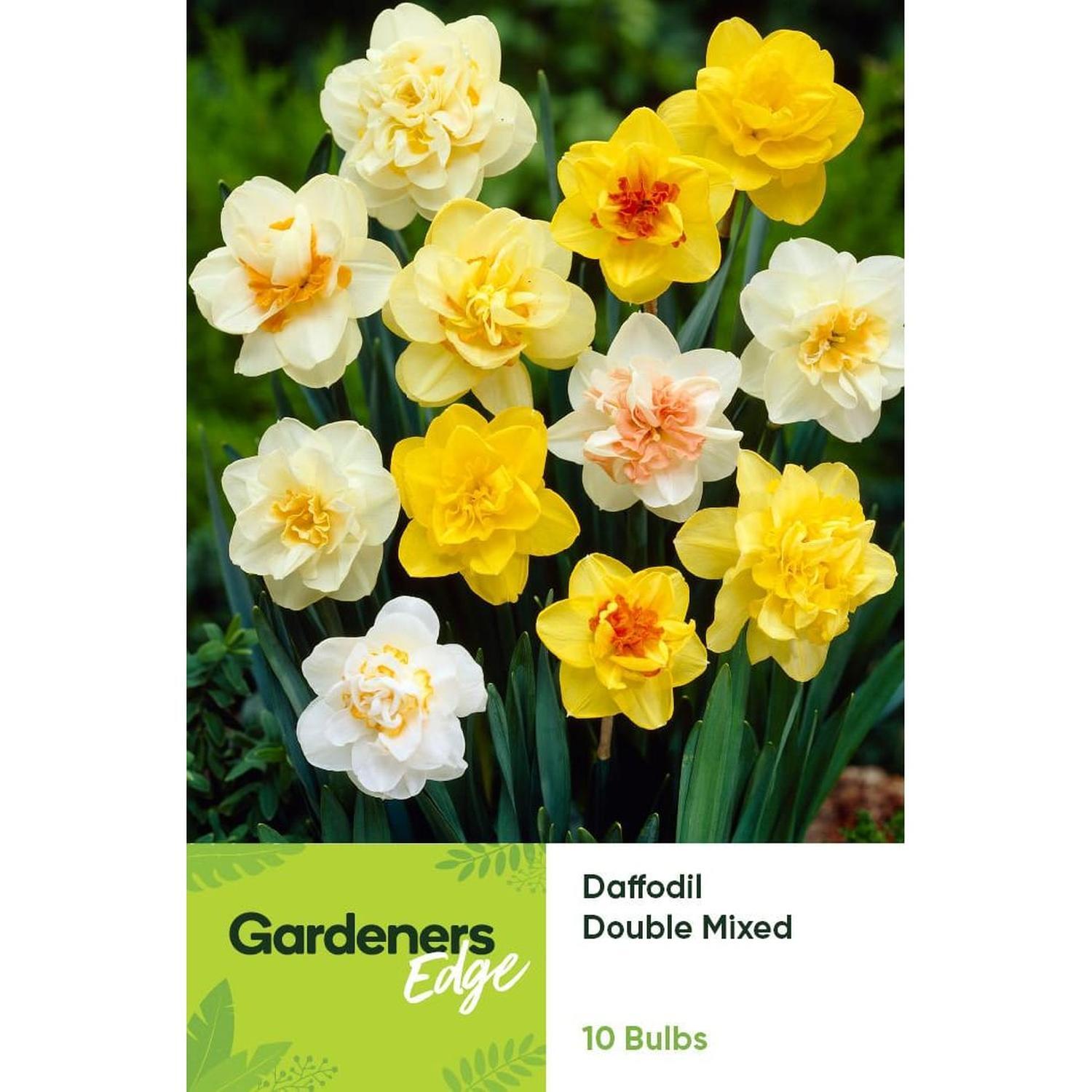 Daffodil Double Mixed 10 Pack