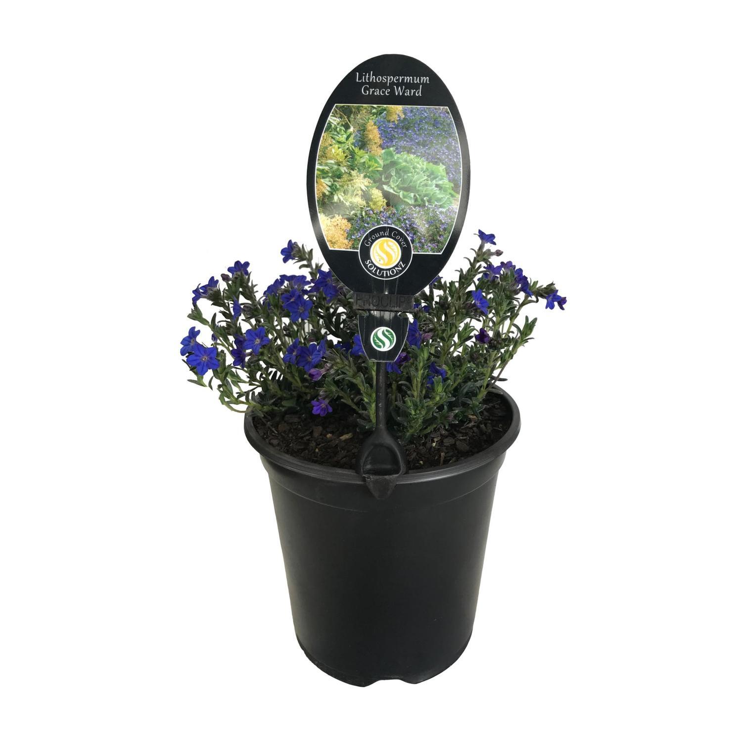 Lithospermum Grace Ward