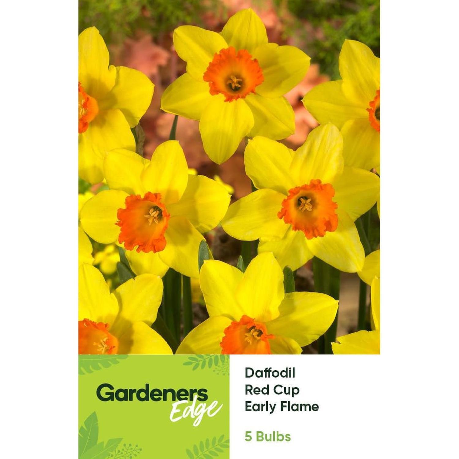 Daffodil Early Flame 5 Pack