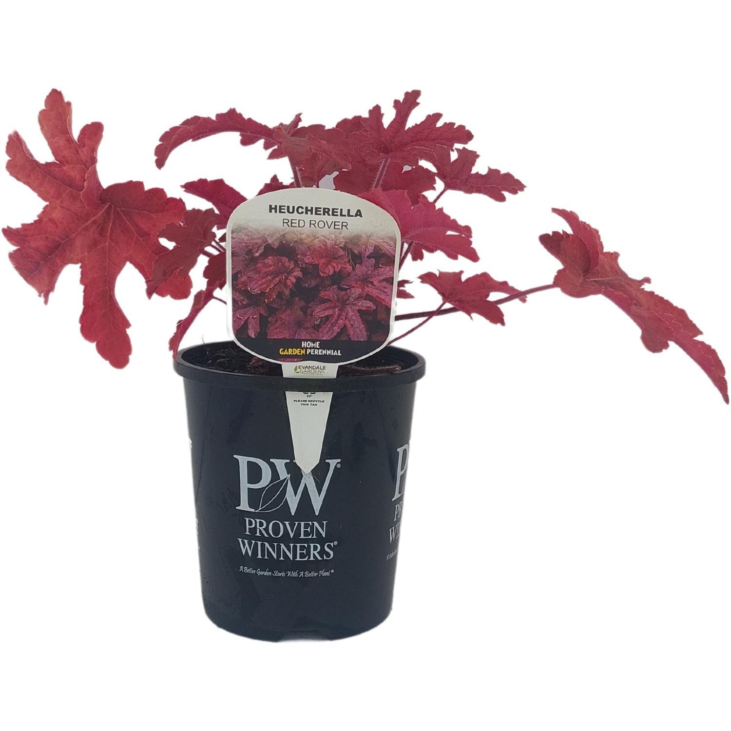 Heucherella 'Red Rover'