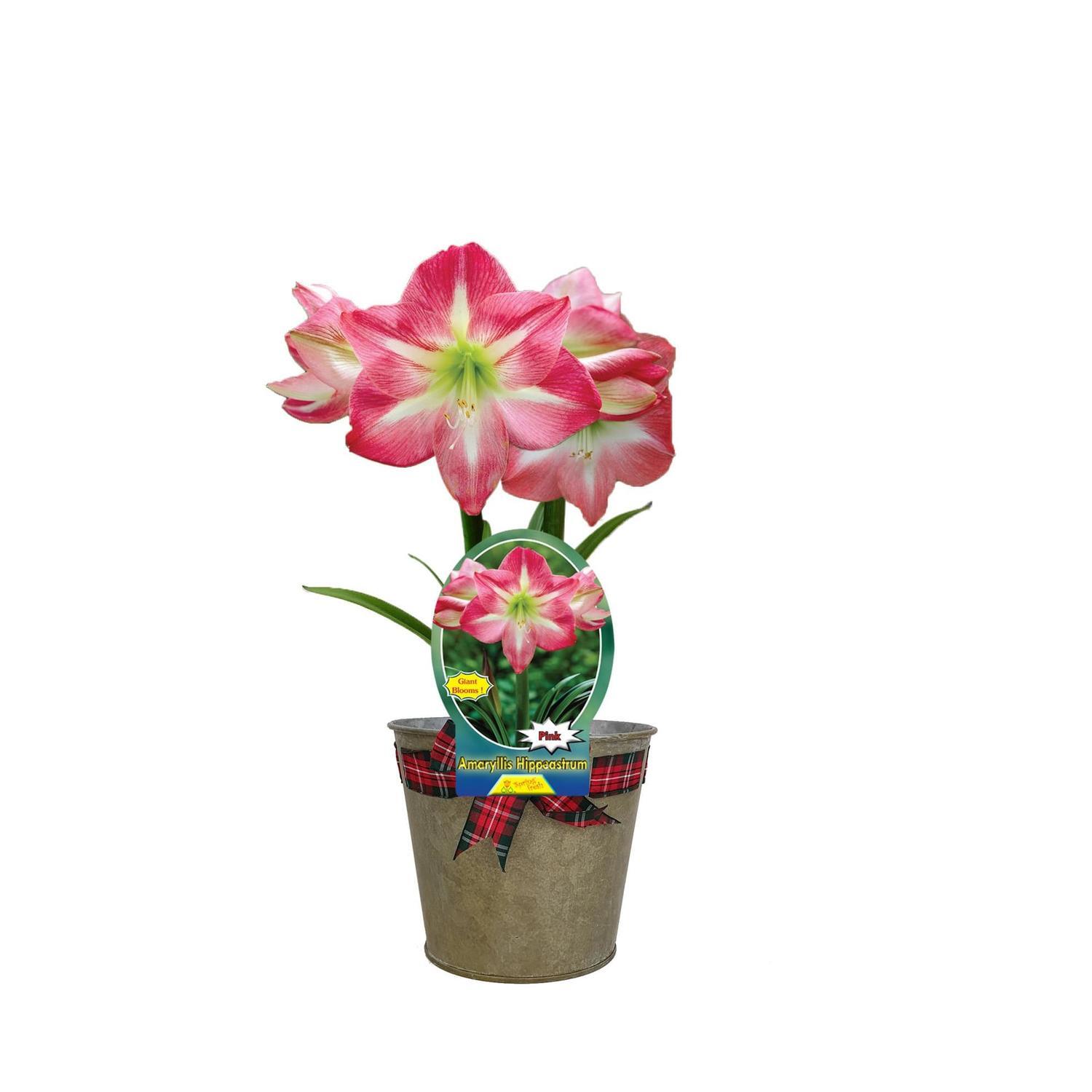 Amaryllis Gift Wrapped